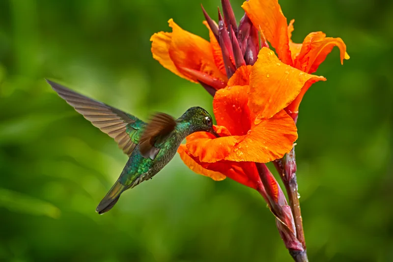 Costa Rica wildlife. Talamanca hummingbird, Eugenes spectabilis, flying next to beautiful orange flower with green forest in the background, Savegre mountains,