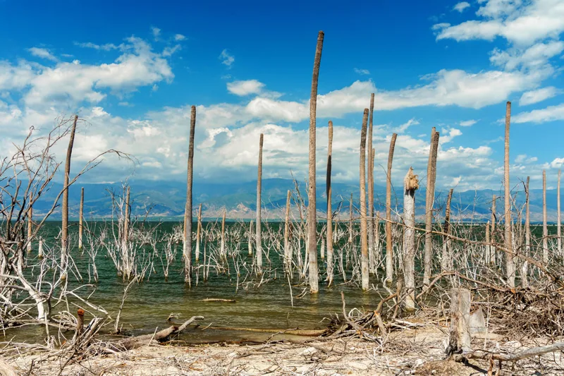 salt lake, the trunks of the trees without leaves in the water, Lake Enriquillo, Dominican Republic
