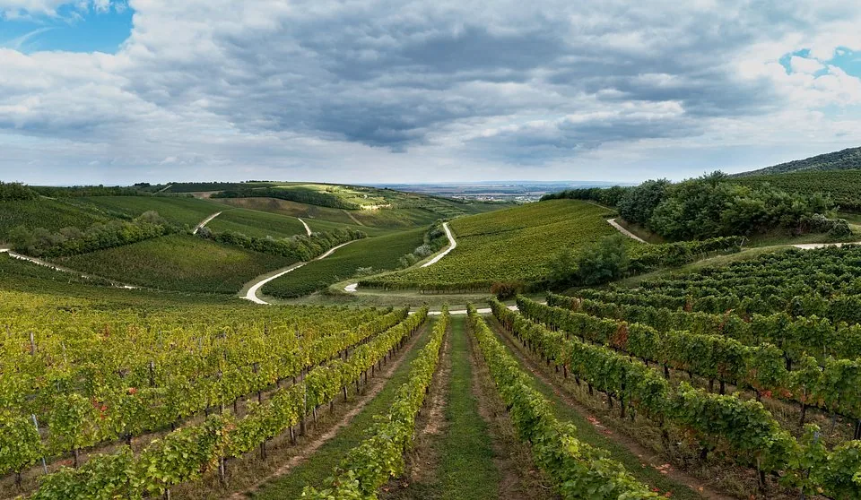 Villany, Węgry