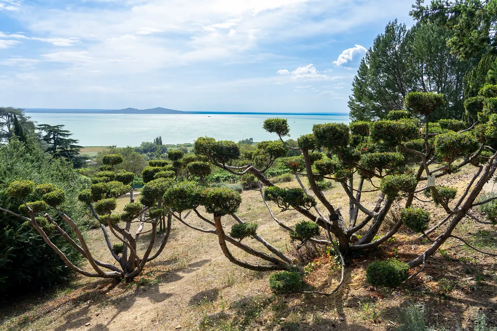 beautiful garden over Lake Balaton with pine trees with stunning view .