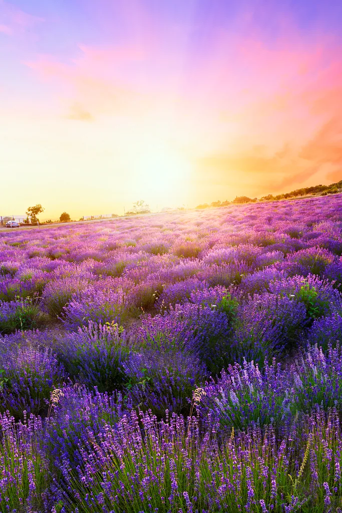 Sunset over a summer lavender field in Tihany, Hungary