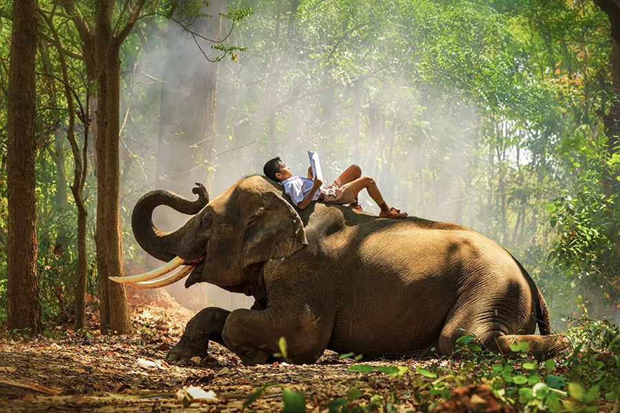 Thai students read books on the back of elephants. Boy read a book, and a large elephant with forest background, Tha Tum District, Surin, Thailand