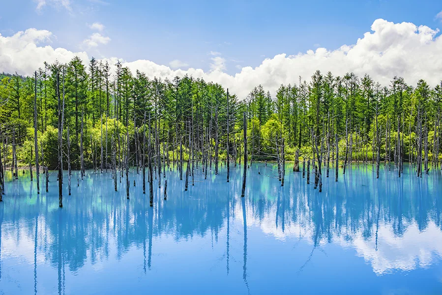 Blue Pond is tourist destination in Biei Patchwork Road, Biei Town, Hokkaido