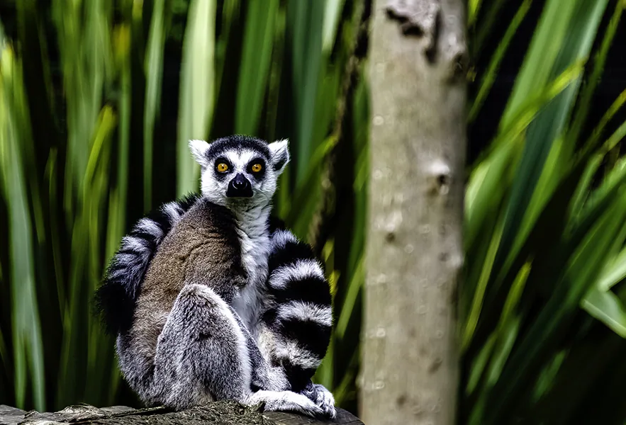 Ring-tailed lemur (Lemur catta) is a large strepsirrhine primate known as maky, maki or hira - Tsimanampetsotsa Nature Reserve, Madagascar