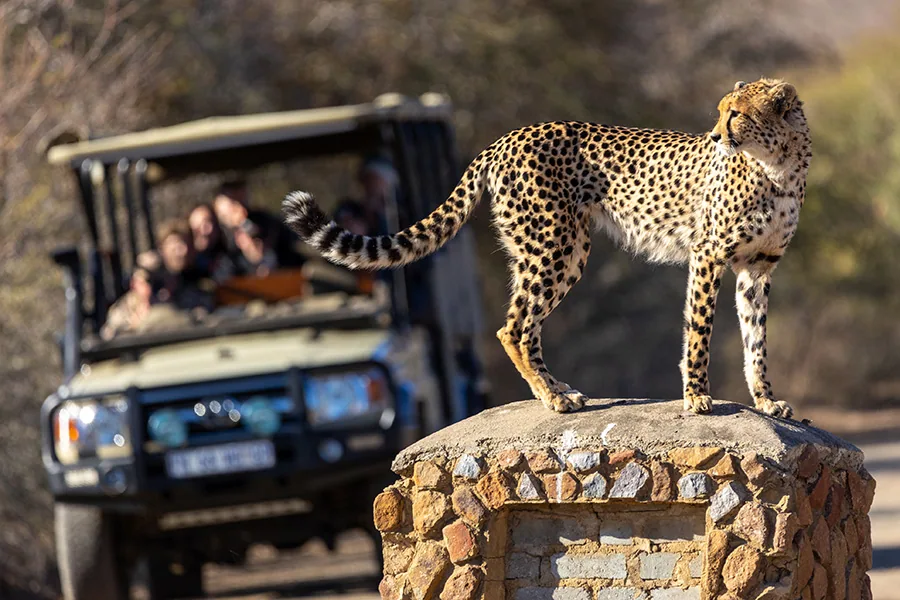 A cheetah surveils the surrounds from his perch on top of a prominent rock, while tourists look on.