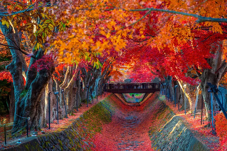 Mount Fuji, the iconic symbol of Japan, during the season of autumn foliage, a period of exceptional beauty.kawaguchiko,japan.