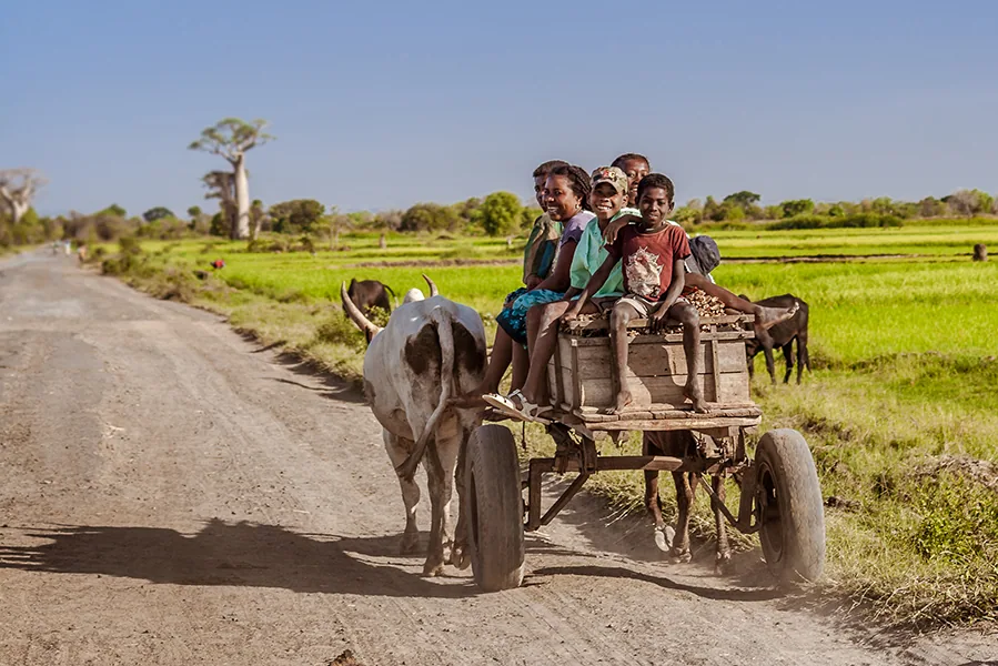 Malagasy people of Sakalava ethnicity moving in a zebu cart near Morombe in southwest Madagascar on October 26, 2016.