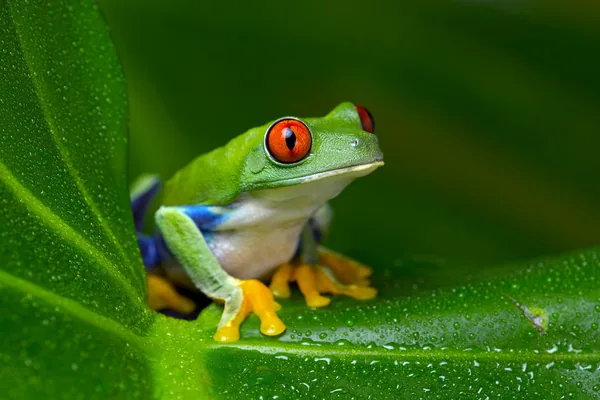 Red-Eyed Amazon Tree Frog (Agalychnis Callidryas) on wet palm leaf